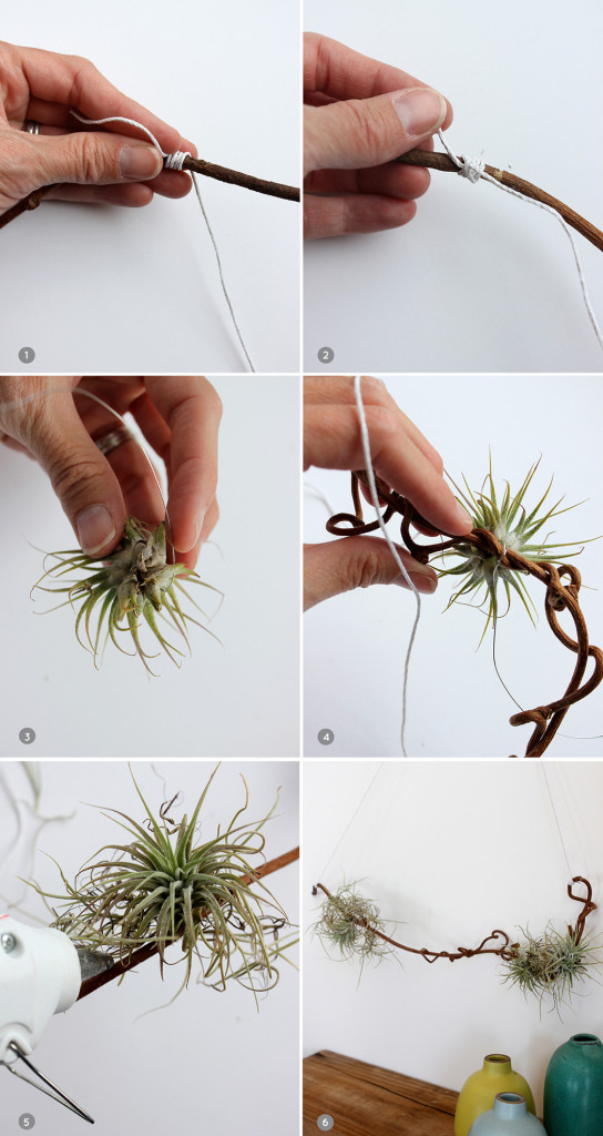 Alice and LoisDIY Air Plant Hanging