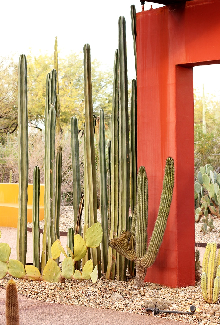 desert botanical gardens in phoenix