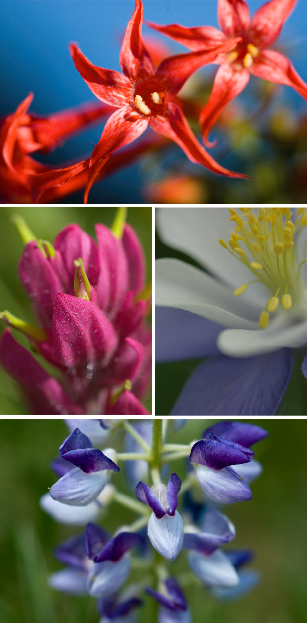 Wildflowers blooming in Crested Butte