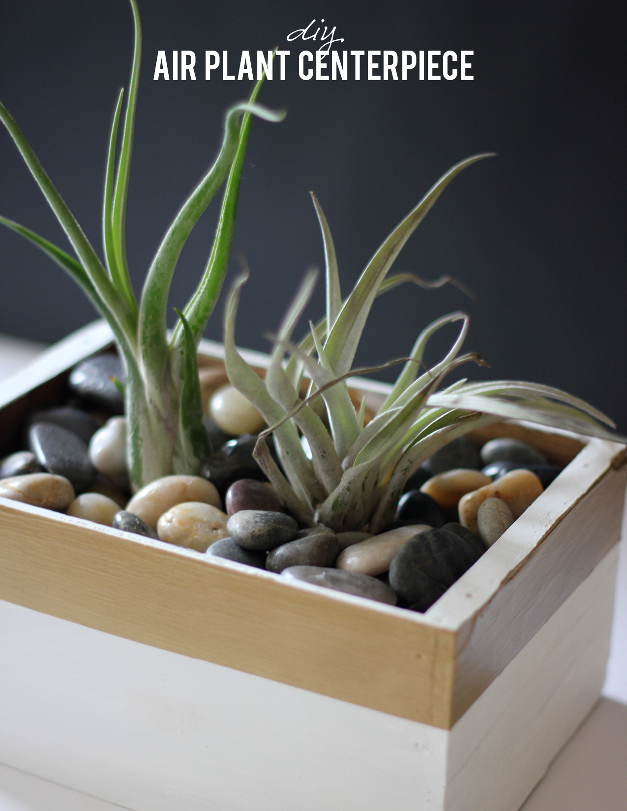 DIY Air Plant Centerpiece