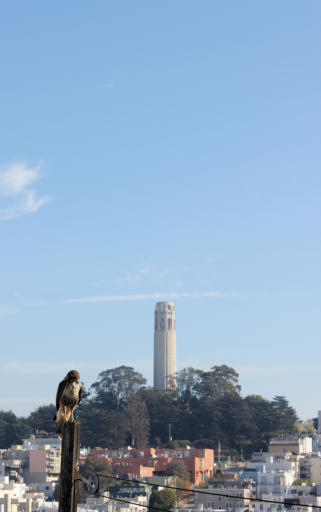hawk and coit tower