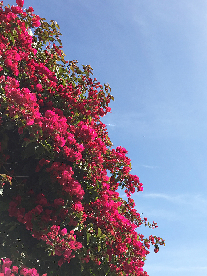 bougainvillea in san francisco