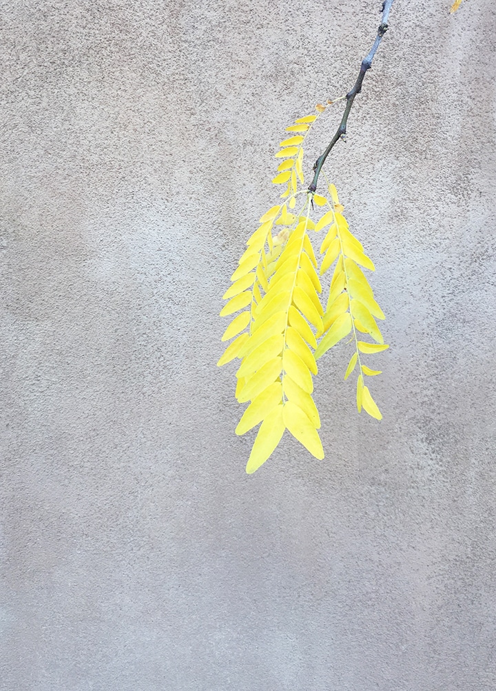 fall in santa fe