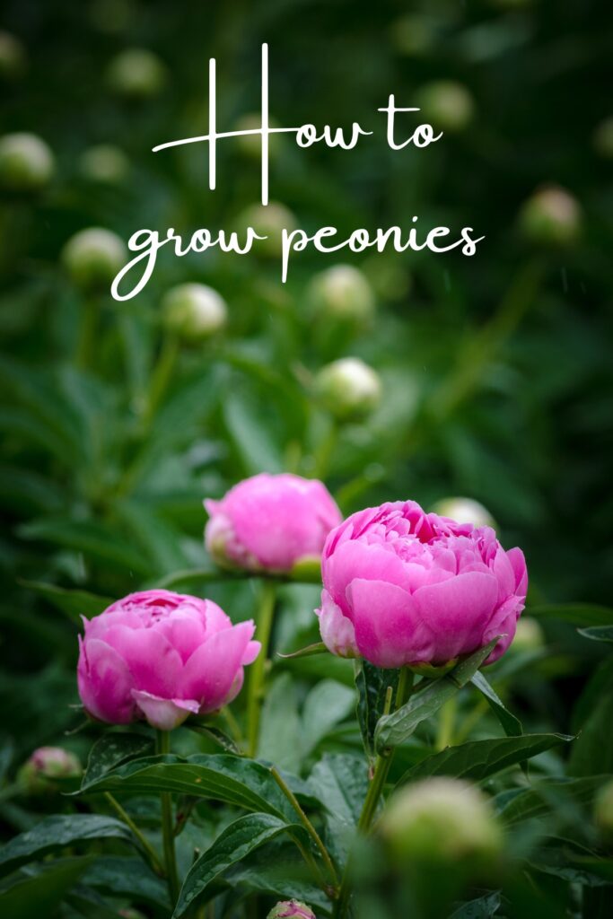 pink peonies in garden